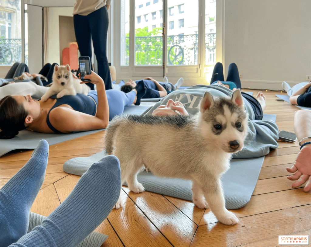 Puppy yoga class